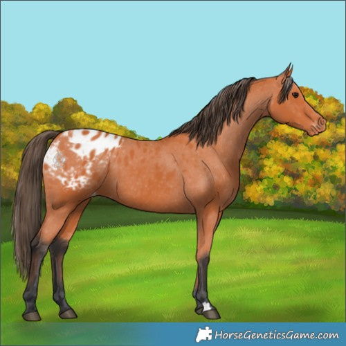 Horse Color:Bay Appaloosa