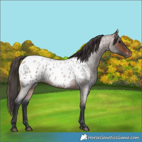 Horse Color:Brown Roan Appaloosa 
