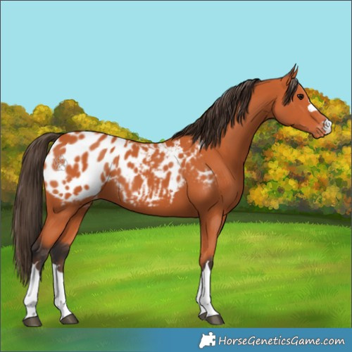 Horse Color:Bay Appaloosa