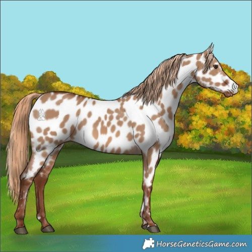 Horse Color:Red Dun Appaloosa 