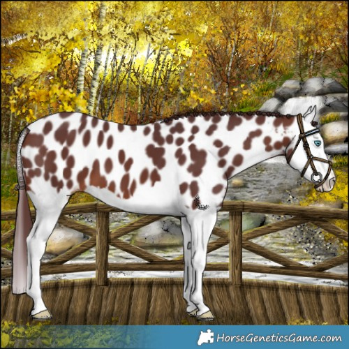 Horse Color:Chocolate Brown Splash Near Leopard 