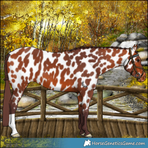 Horse Color:Chocolate Bay Near Leopard 