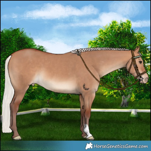 Horse Color:Chocolate Silver Brown Dun Varnish 