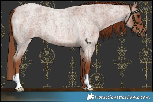 Horse Color:Red Roan 