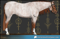 Horse Color:Red Roan