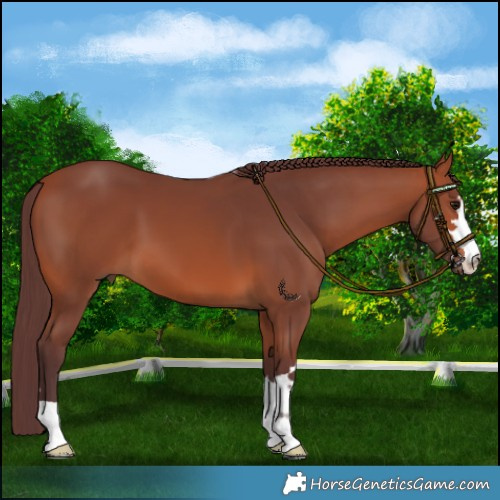 Horse Color:Chocolate Bay 