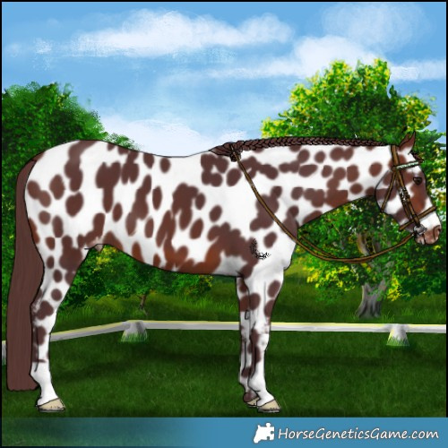 Horse Color:Chocolate Brown Leopard 