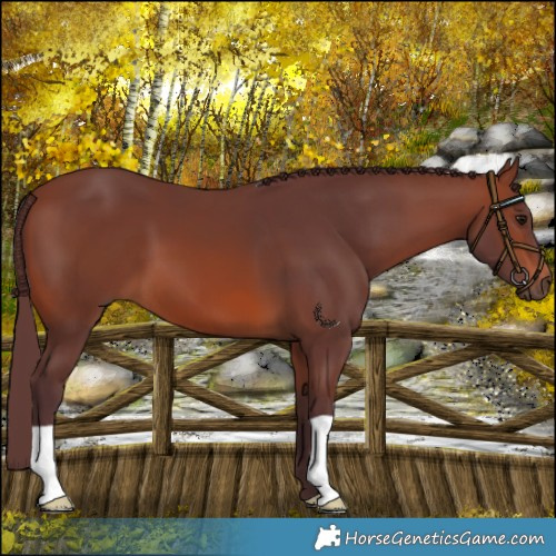 Horse Color:Chocolate Brown 