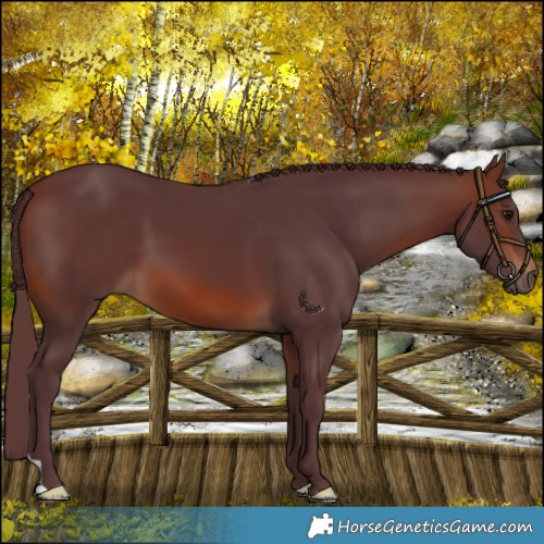 Horse Color:Chocolate Brown 