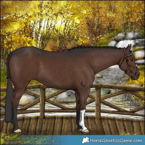 Horse Color:Liver Chestnut 