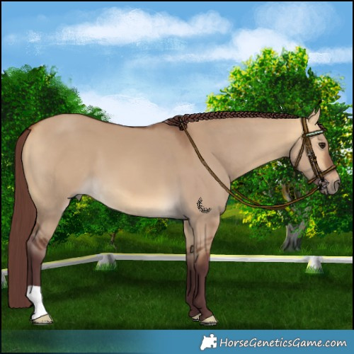 Horse Color:Chocolate Buckskin Dun 