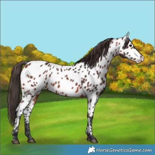 Horse Color:Bay Appaloosa 
