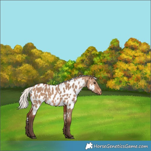 Horse Color:Silver Brown Dun Appaloosa 