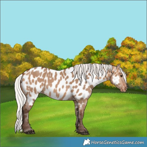 Horse Color:Silver Brown Dun Near Leopard