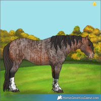 Horse Color:Bay Appaloosa  and Bay Roan Appaloosa 