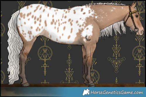Horse Color:Silver Brown Dun Appaloosa 