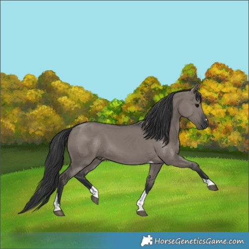 Horse Color:Grullo Tobiano 