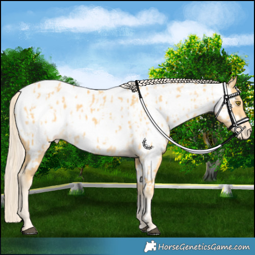Horse Color:Palomino Appaloosa  and Palomino Appaloosa 