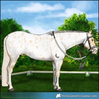Horse Color:Palomino Near Leopard  and Palomino Near Fewspot 