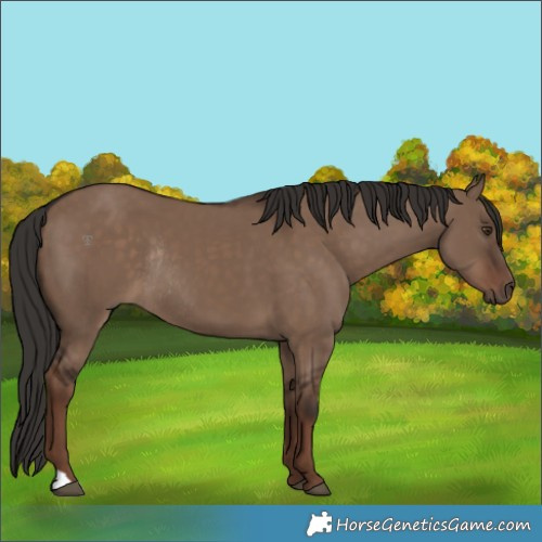 Horse Color:Liver Red Dun Rabicano 