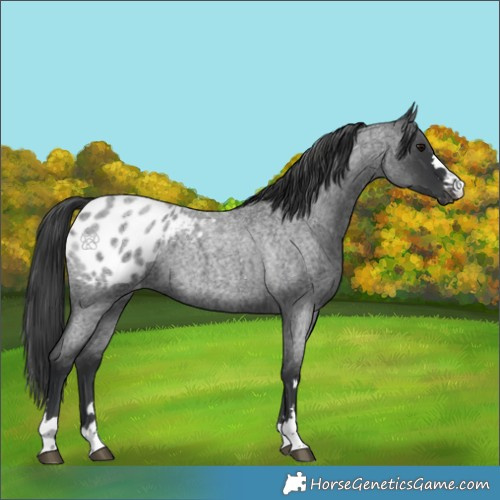 Horse Color:Blue Roan Appaloosa