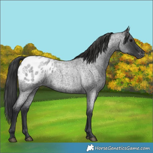 Horse Color:Blue Roan Appaloosa 