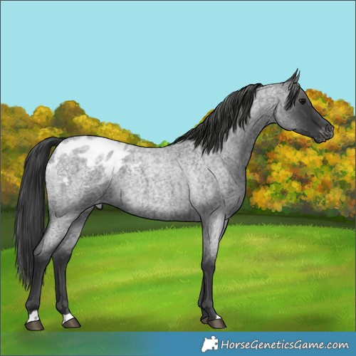 Horse Color:Blue Roan Blanket