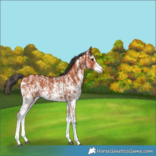 Horse Color:Bay Sabino Rabicano  and Bay Sabino Rabicano 