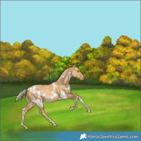 Horse Color:White Spotted Palomino Dun Rabicano 