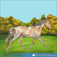 Horse Color:White Spotted Palomino Dun Rabicano 