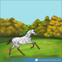 Horse Color:White Spotted Liver Red Roan Appaloosa Rabicano