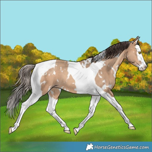 Horse Color:White Spotted Amber Champagne Splash Tobiano 
