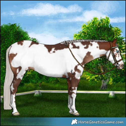 Horse Color:White Spotted Silver Bay Frame 