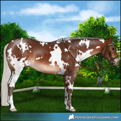 Horse Color:White Spotted Silver Brown 