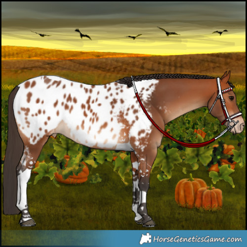 Horse Color:Bay Tobiano Appaloosa 