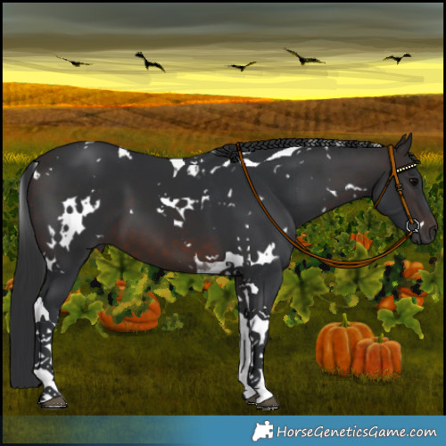 Horse Color:White Spotted Brown Tobiano 