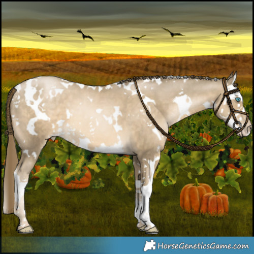Horse Color:White Spotted Smoky Black Pearl Splash 