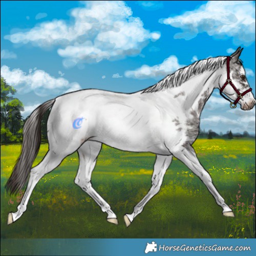 Horse Color:Liver Chestnut Sabino Tobiano Frame Rabicano 