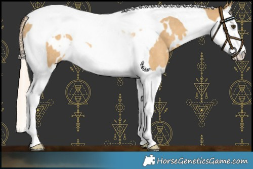 Horse Color:White Spotted Palomino Dun Splash Tobiano Rabicano 