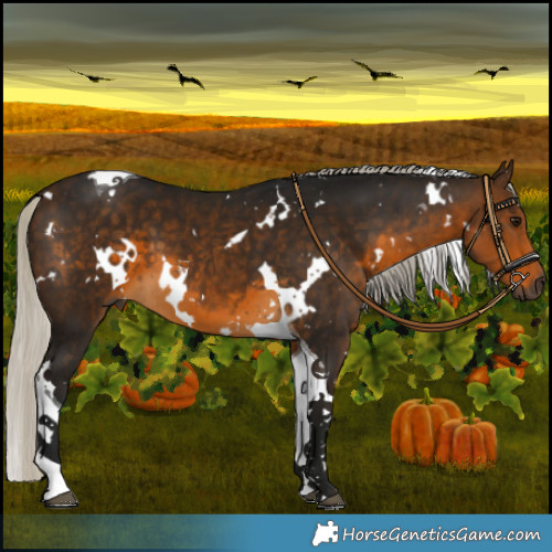 Horse Color:Gray White Spotted Silver Buckskin Tobiano 