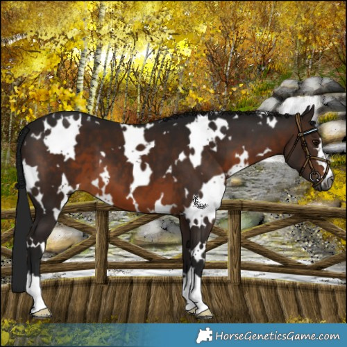 Horse Color:Gray White Spotted Brown 