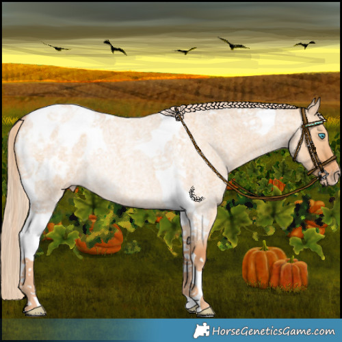Horse Color:Gray Cremello Roan Dun Tobiano Varnish Rabicano 