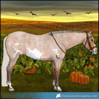 Horse Color:Silver Bay Roan Frame