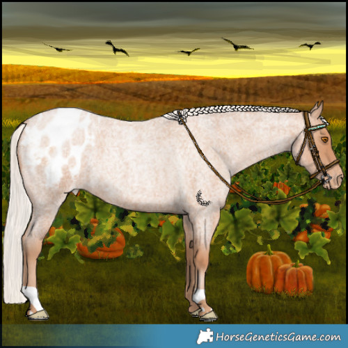 Horse Color:Silver Blue Roan Pearl Blanket 