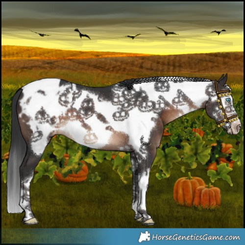 Horse Color:White Spotted Brown Frame Appaloosa 