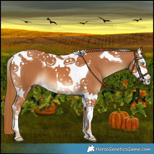 Horse Color:Chestnut Splash Tobiano 