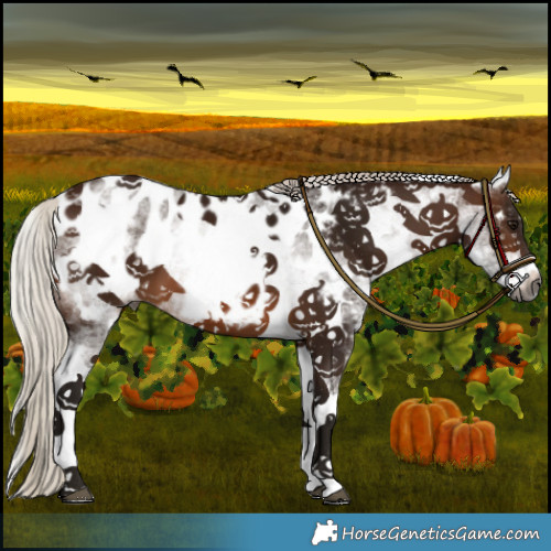 Horse Color:Gray White Spotted Silver Brown Near Leopard