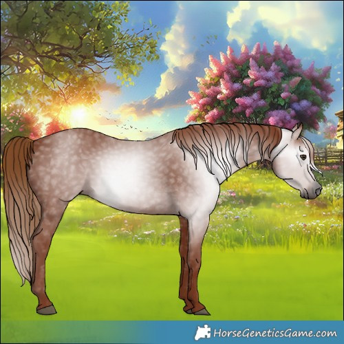 Horse Color:Gray Chestnut 