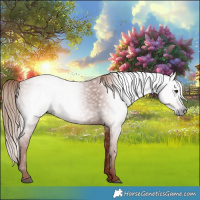 Horse Color:Gray Chestnut 