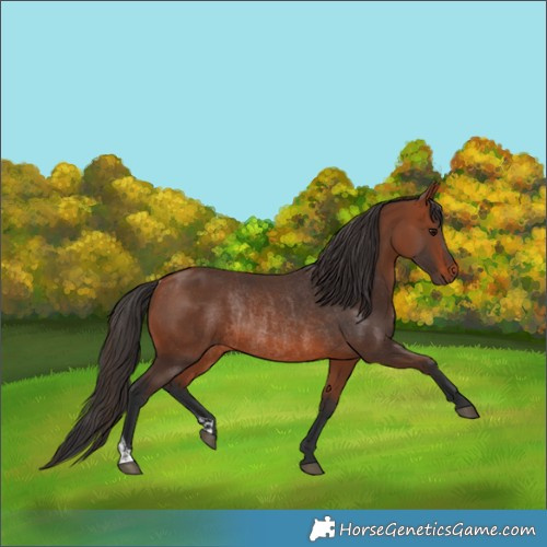 Horse Color:Bay Rabicano  and Bay Rabicano 